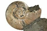 Iridescent, Pyritized Ammonite (Quenstedticeras) Fossil Display #353763-1